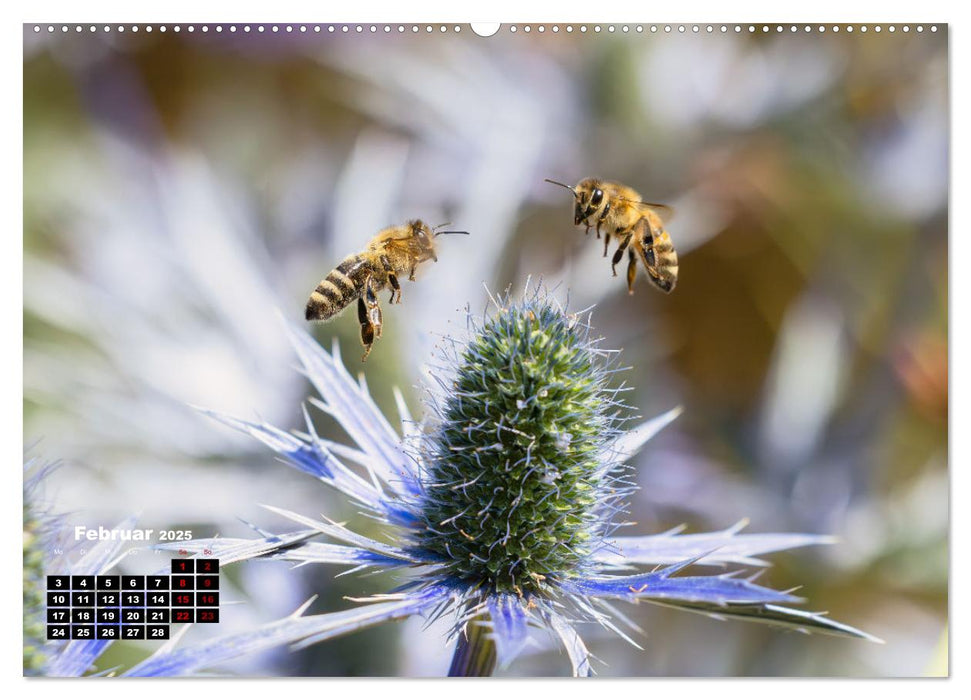 Die Wunderwelt der Biene (CALVENDO Premium Wandkalender 2025)