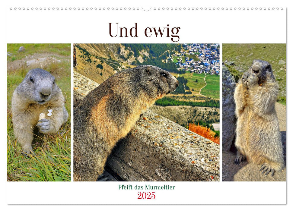 Und ewig pfeift das Murmeltier (CALVENDO Wandkalender 2025)