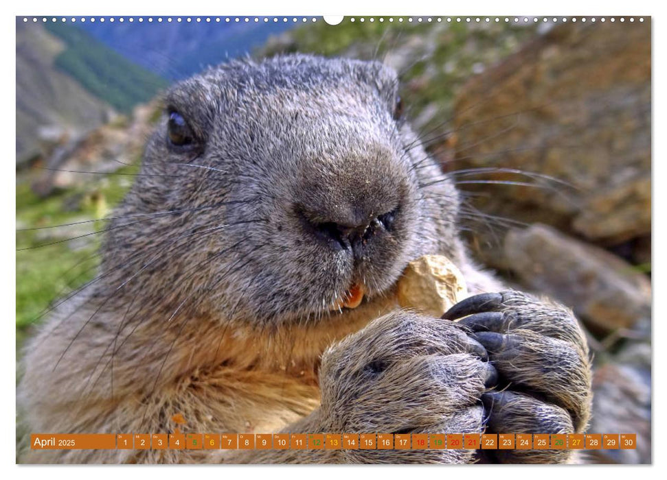 Und ewig pfeift das Murmeltier (CALVENDO Wandkalender 2025)