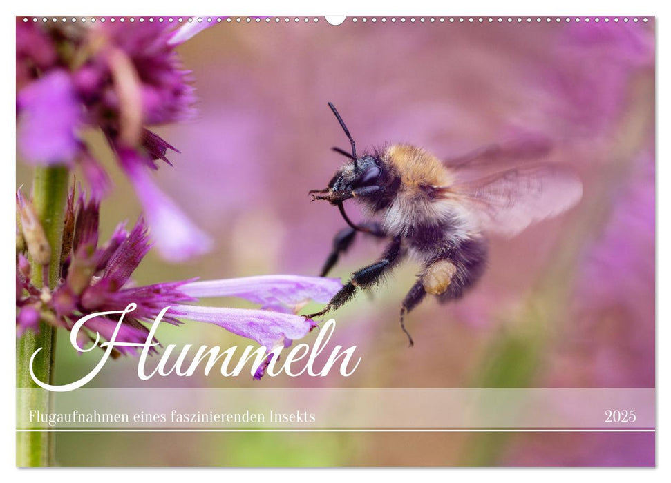 Hummeln - Flugaufnahmen eines faszinierenden Insekts (CALVENDO Wandkalender 2025)