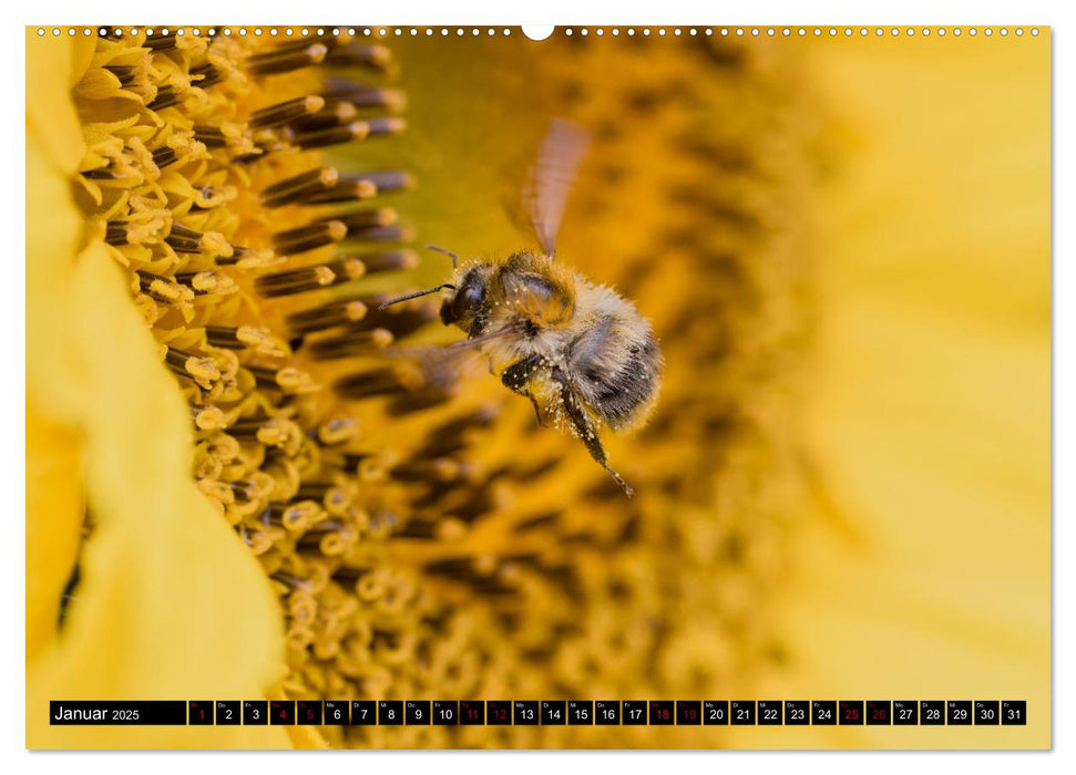 Hummeln - Flugaufnahmen eines faszinierenden Insekts (CALVENDO Wandkalender 2025)