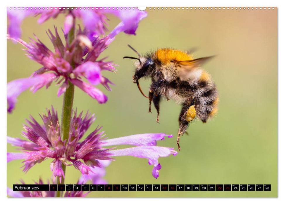 Hummeln - Flugaufnahmen eines faszinierenden Insekts (CALVENDO Wandkalender 2025)