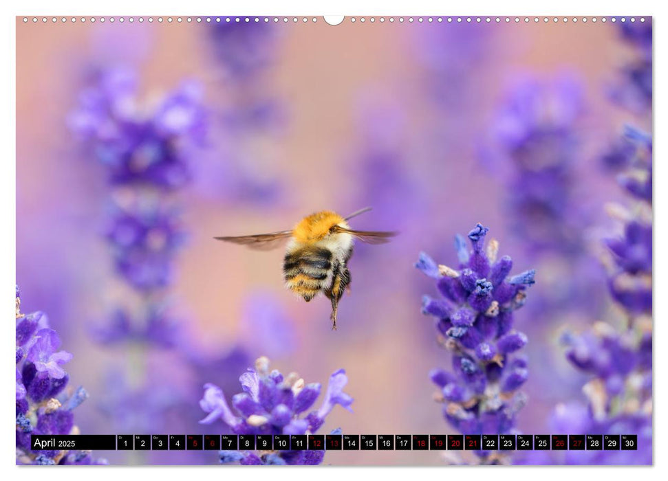 Hummeln - Flugaufnahmen eines faszinierenden Insekts (CALVENDO Wandkalender 2025)