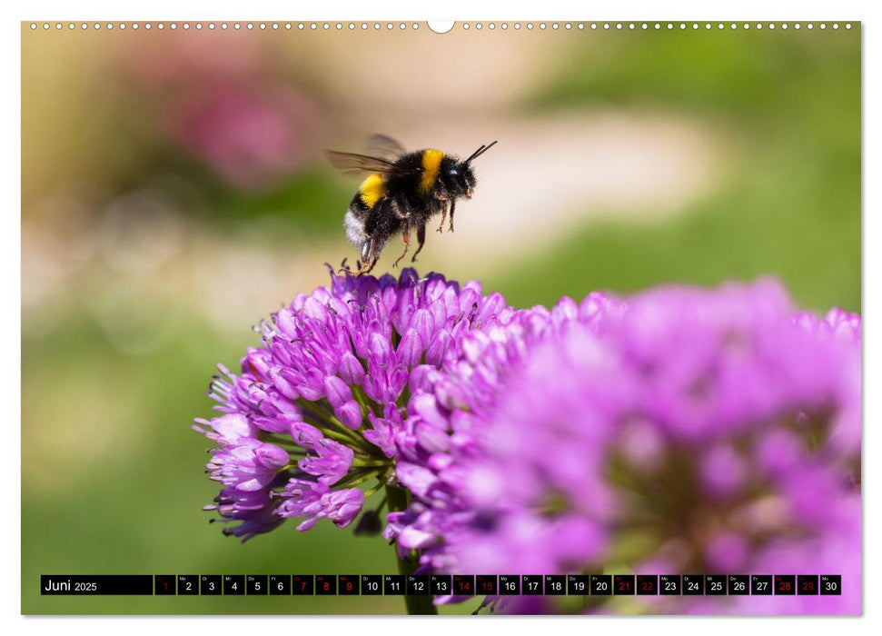 Hummeln - Flugaufnahmen eines faszinierenden Insekts (CALVENDO Wandkalender 2025)