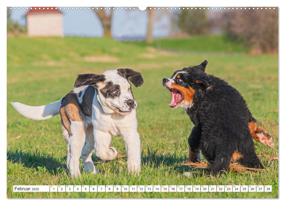 Unsere Freunde auf vier Pfoten - Hunde (CALVENDO Wandkalender 2025)