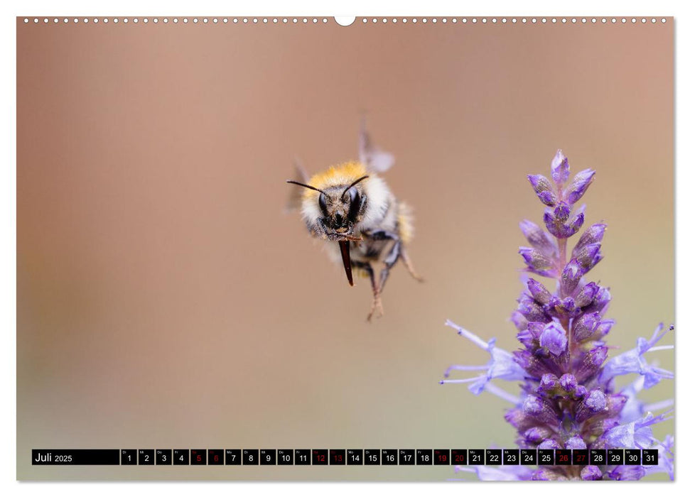 Hummeln - Flugaufnahmen eines faszinierenden Insekts (CALVENDO Premium Wandkalender 2025)