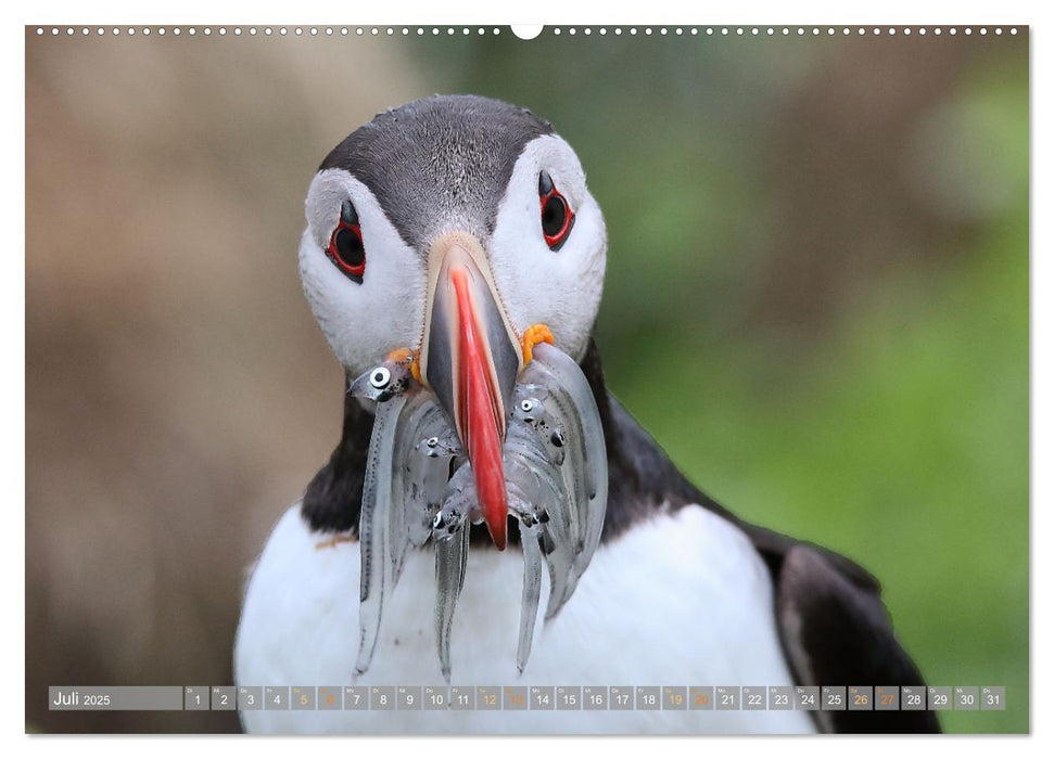 Island - Traumland am Rande der Arktis (CALVENDO Premium Wandkalender 2025)