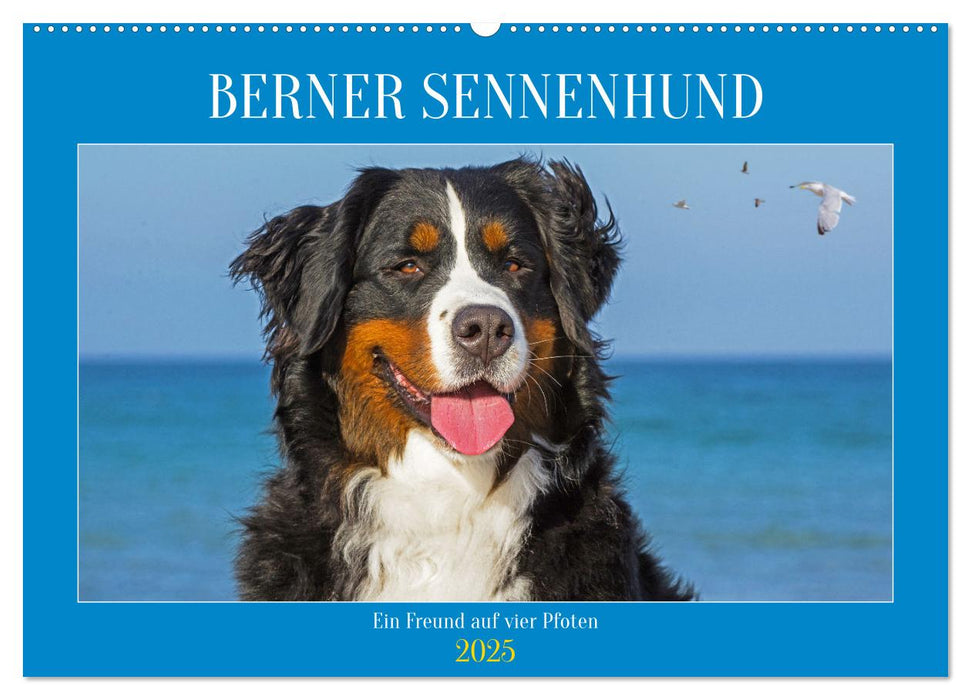 Berner Sennenhund - Ein Freund auf vier Pfoten (CALVENDO Wandkalender 2025)