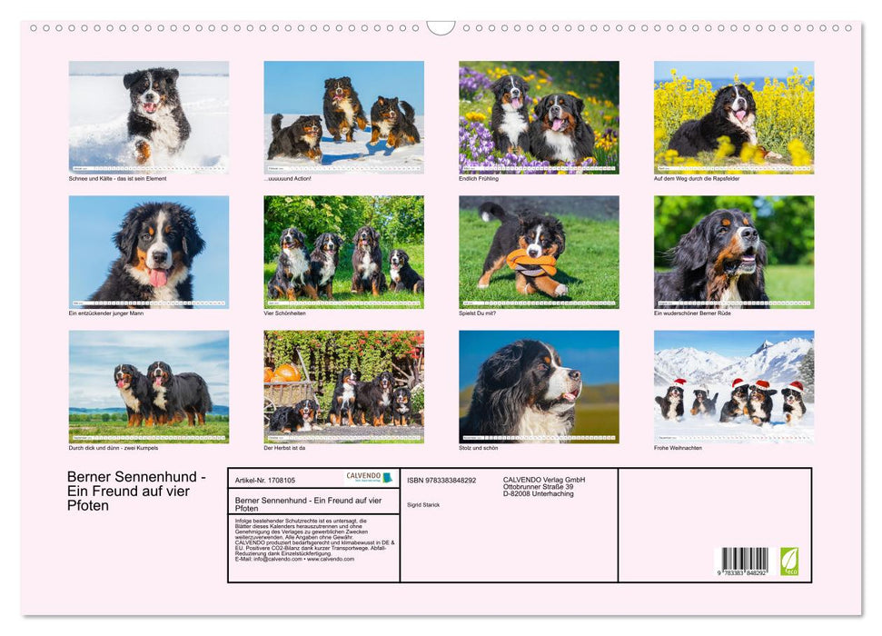 Berner Sennenhund - Ein Freund auf vier Pfoten (CALVENDO Wandkalender 2025)