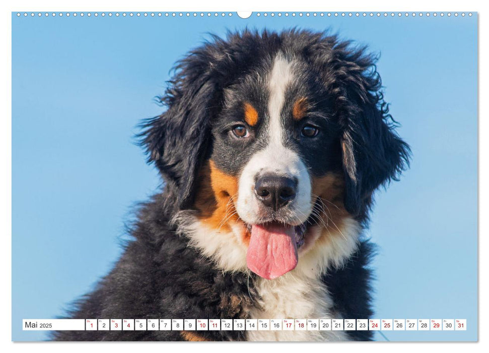 Berner Sennenhund - Ein Freund auf vier Pfoten (CALVENDO Wandkalender 2025)