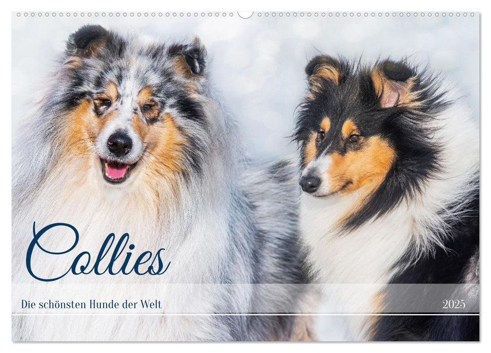 Collies - die schönsten Hunde der Welt (CALVENDO Wandkalender 2025)