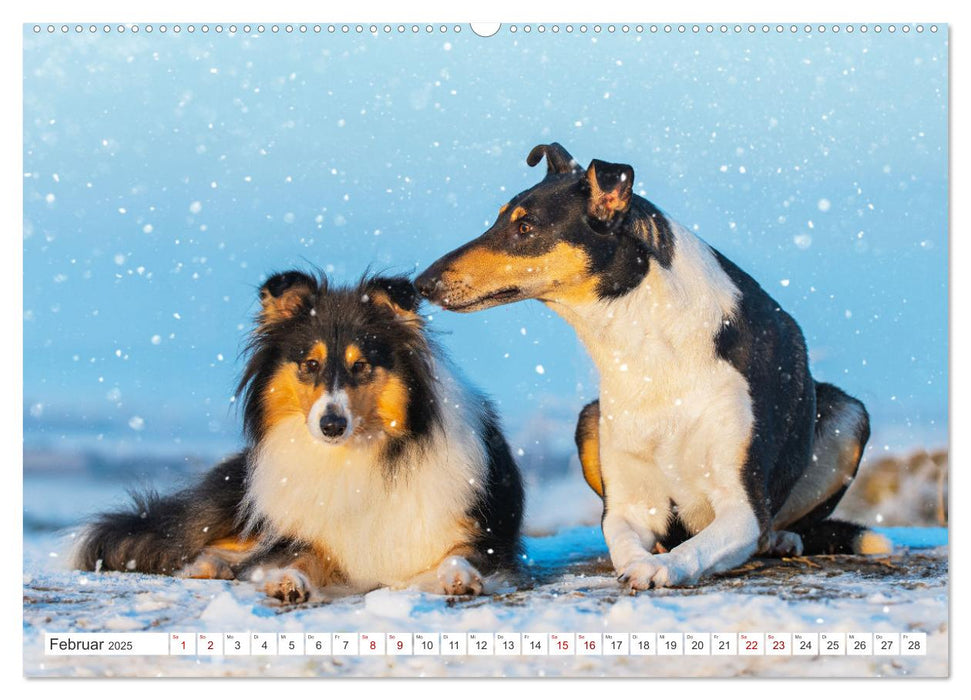 Collies - die schönsten Hunde der Welt (CALVENDO Wandkalender 2025)