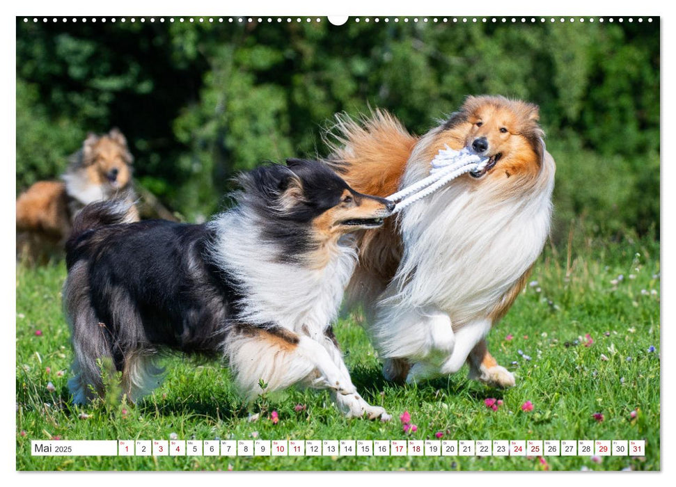 Collies - die schönsten Hunde der Welt (CALVENDO Wandkalender 2025)