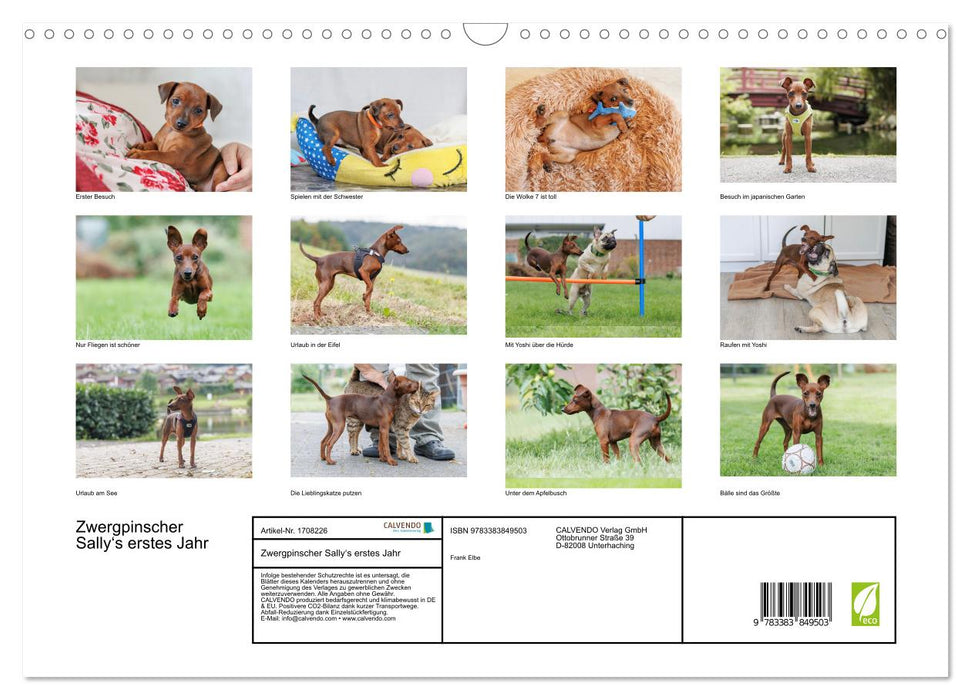 Zwergpinscher Sally‘s erstes Jahr (CALVENDO Wandkalender 2025)