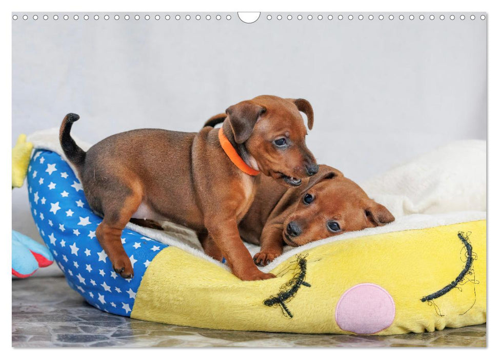 Zwergpinscher Sally‘s erstes Jahr (CALVENDO Wandkalender 2025)