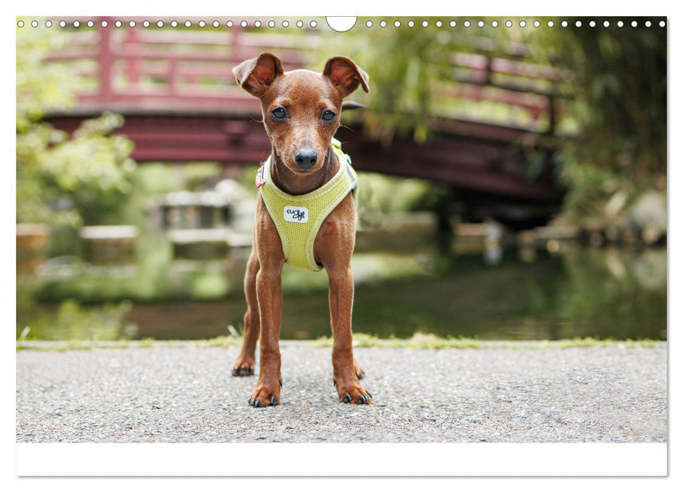 Zwergpinscher Sally‘s erstes Jahr (CALVENDO Wandkalender 2025)