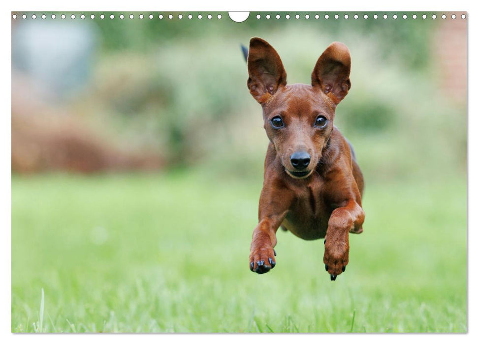 Zwergpinscher Sally‘s erstes Jahr (CALVENDO Wandkalender 2025)