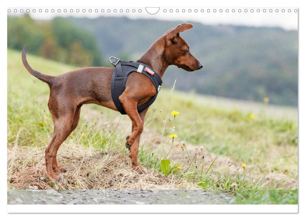 Zwergpinscher Sally‘s erstes Jahr (CALVENDO Wandkalender 2025)