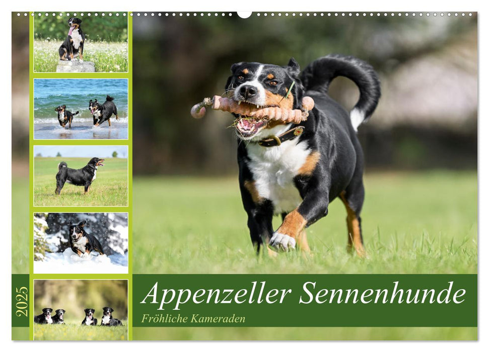 Appenzeller Sennenhunde - Fröhliche Kameraden (CALVENDO Wandkalender 2025)