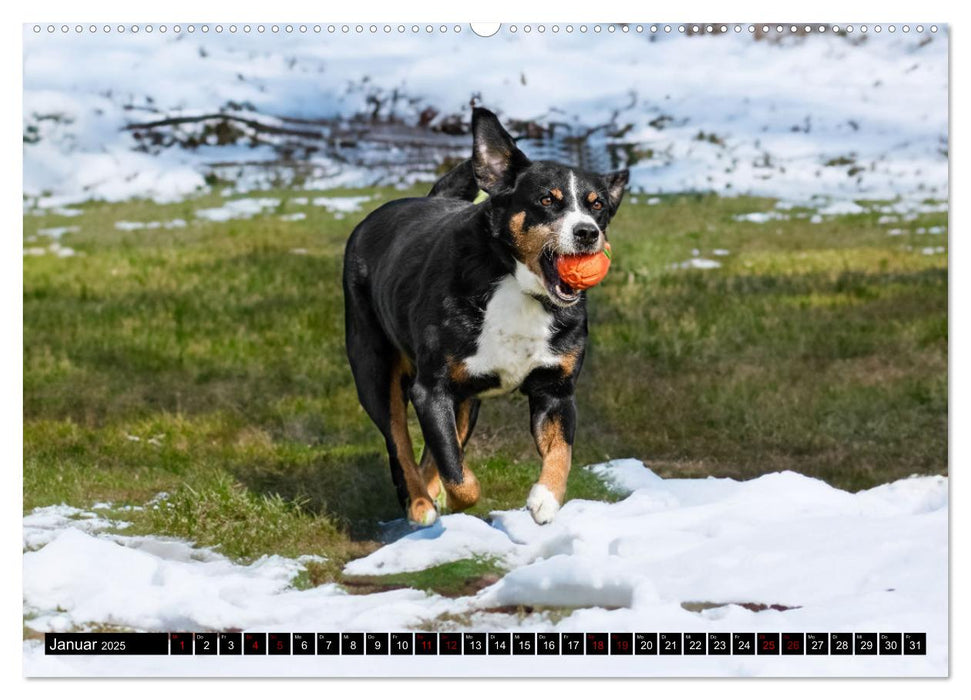 Appenzeller Sennenhunde - Fröhliche Kameraden (CALVENDO Wandkalender 2025)