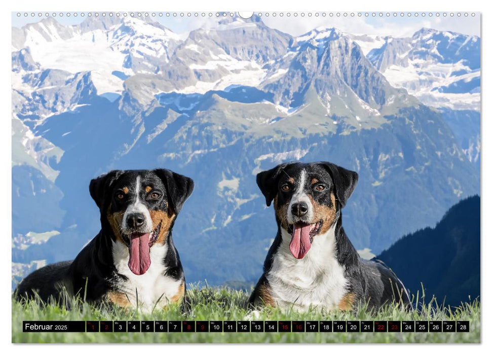 Appenzeller Sennenhunde - Fröhliche Kameraden (CALVENDO Wandkalender 2025)