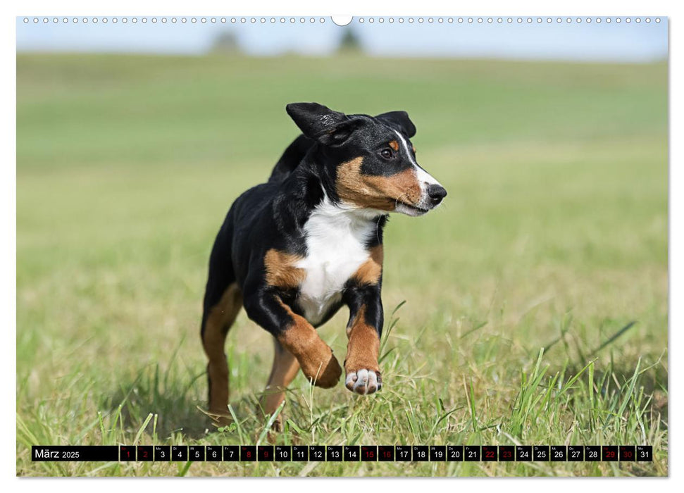 Appenzeller Sennenhunde - Fröhliche Kameraden (CALVENDO Wandkalender 2025)