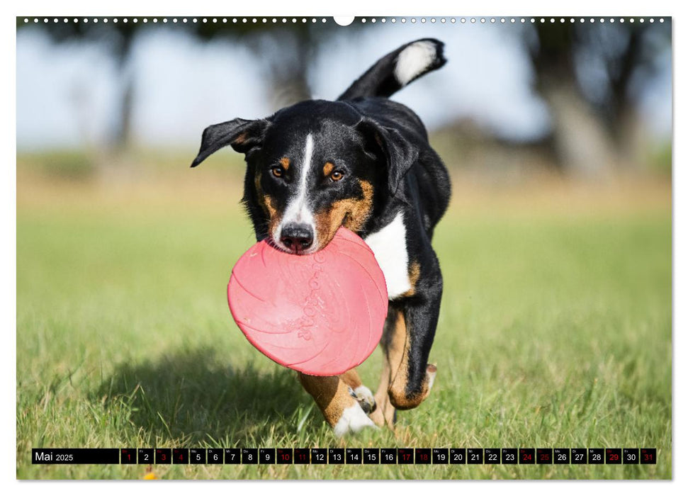 Appenzeller Sennenhunde - Fröhliche Kameraden (CALVENDO Wandkalender 2025)