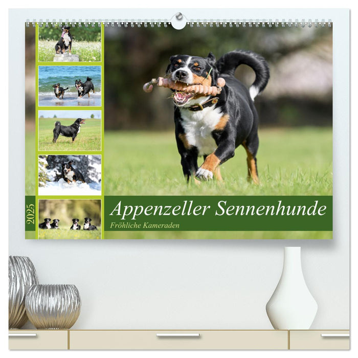 Appenzeller Sennenhunde - Fröhliche Kameraden (CALVENDO Premium Wandkalender 2025)