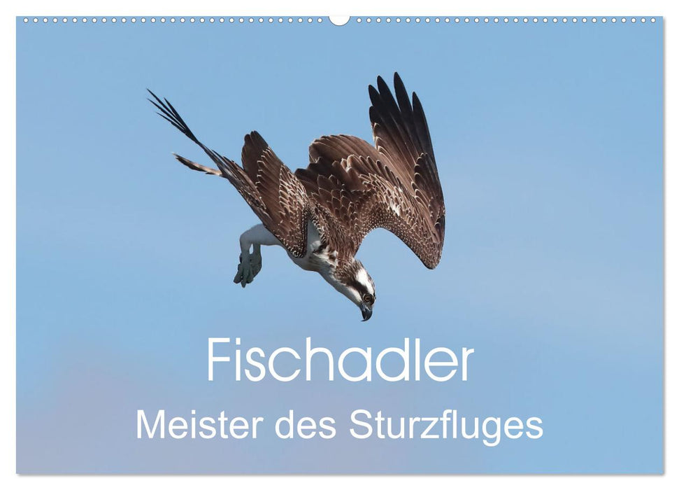 Fischadler - Meister des Sturzfluges (CALVENDO Wandkalender 2025)