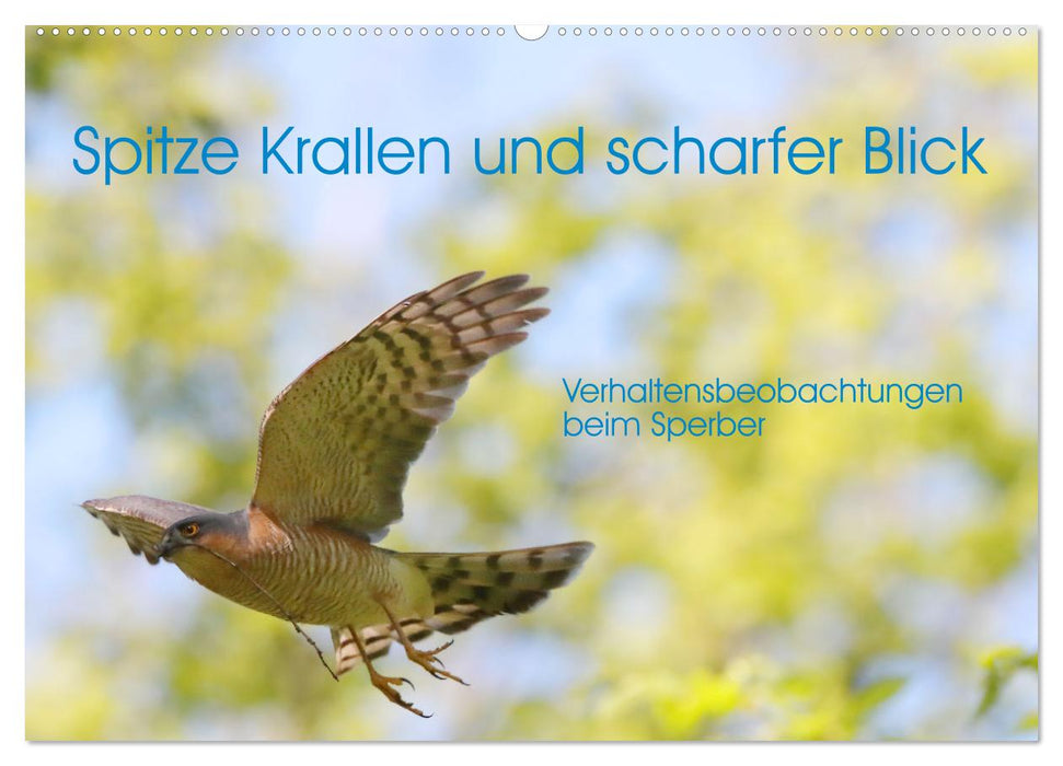 Spitze Krallen und scharfer Blick - Verhalten Sperber (CALVENDO Wandkalender 2025)