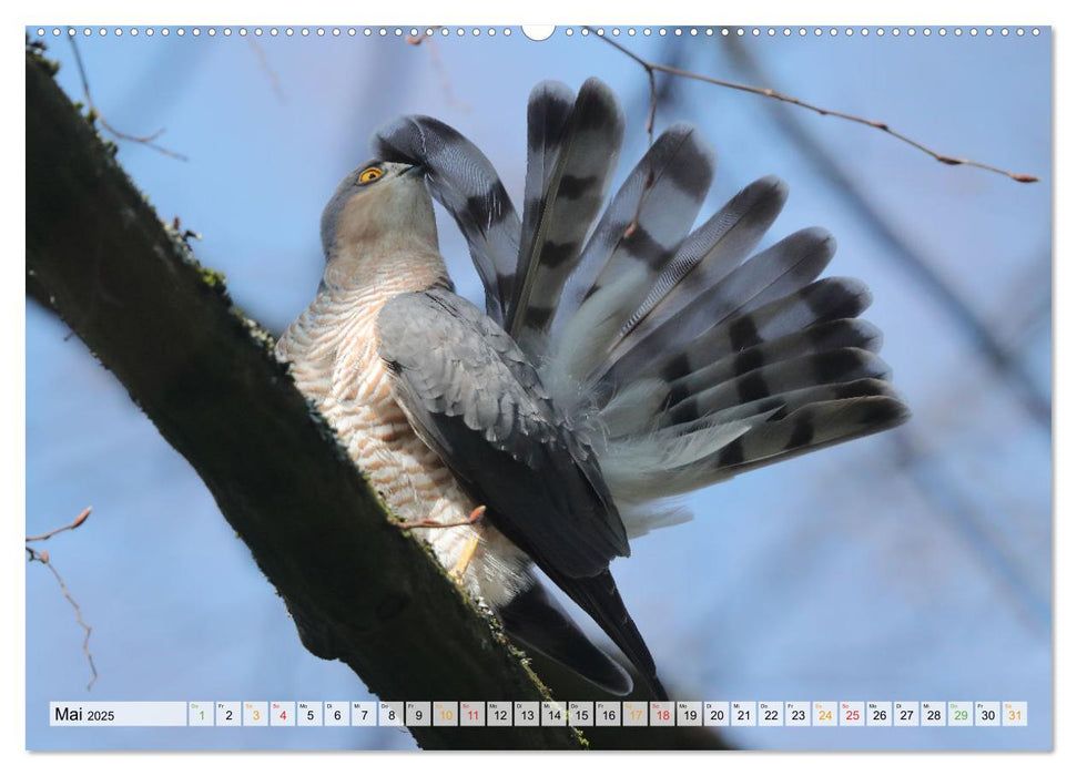 Spitze Krallen und scharfer Blick - Verhalten Sperber (CALVENDO Wandkalender 2025)