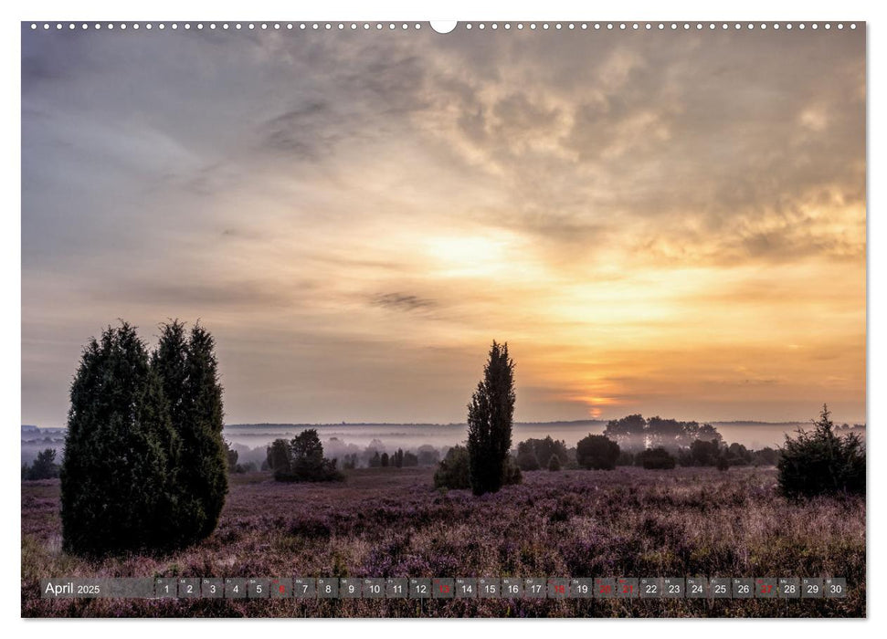 Die Lüneburger Heide - In voller Blüte (CALVENDO Wandkalender 2025)