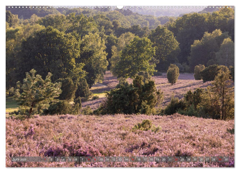 Die Lüneburger Heide - In voller Blüte (CALVENDO Wandkalender 2025)