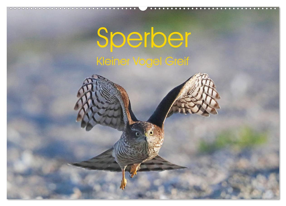 Sperber - Kleiner Vogel Greif (CALVENDO Wandkalender 2025)