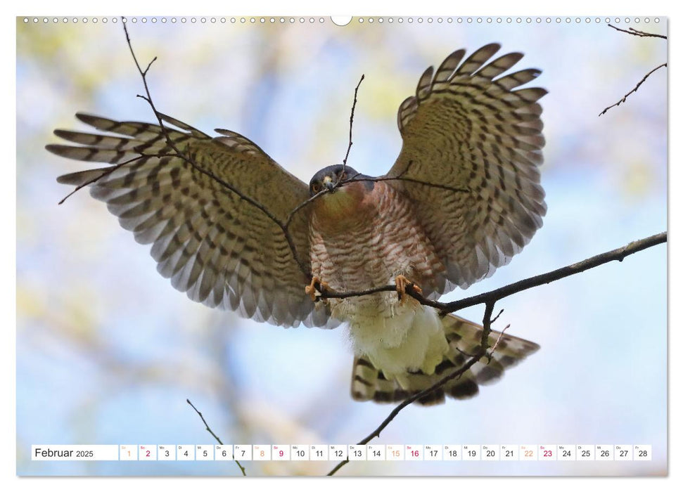 Sperber - Kleiner Vogel Greif (CALVENDO Wandkalender 2025)