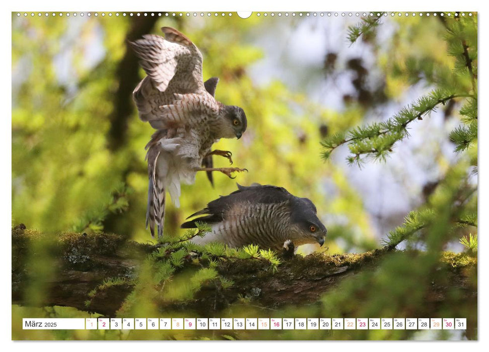 Sperber - Kleiner Vogel Greif (CALVENDO Wandkalender 2025)