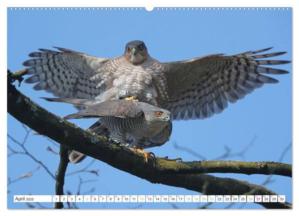 Sperber - Kleiner Vogel Greif (CALVENDO Wandkalender 2025)