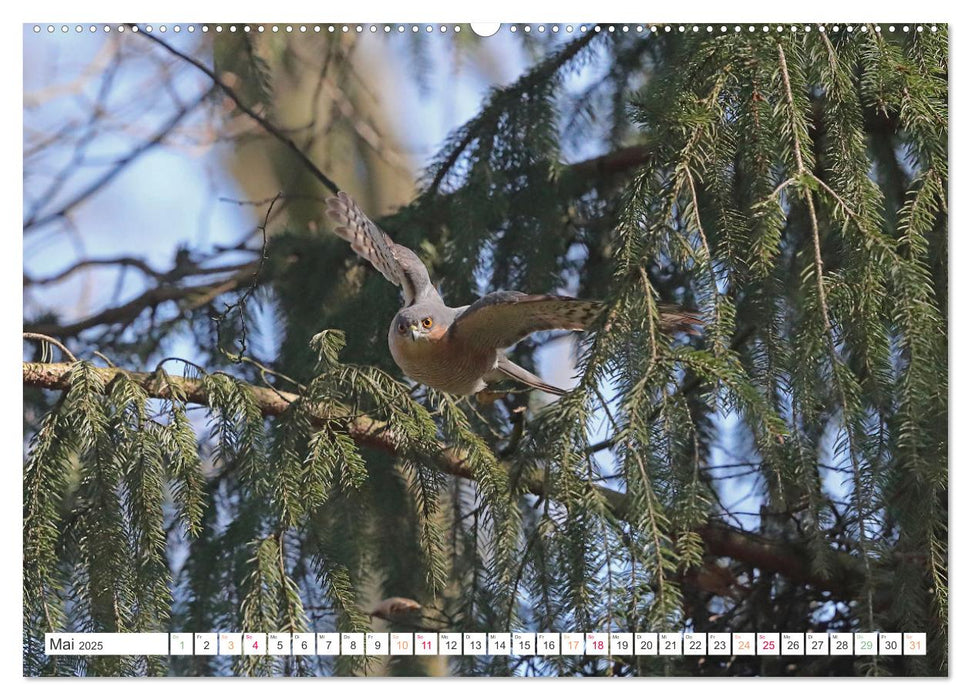 Sperber - Kleiner Vogel Greif (CALVENDO Wandkalender 2025)