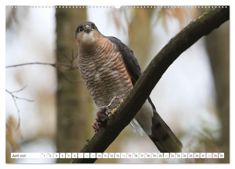 Sperber - Kleiner Vogel Greif (CALVENDO Wandkalender 2025)