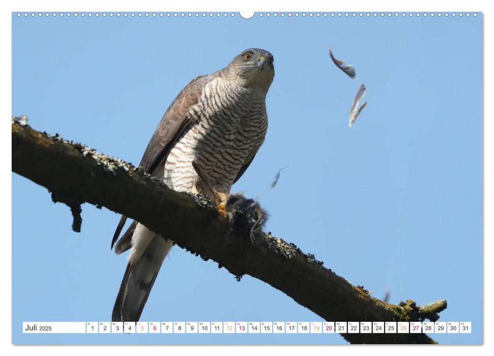 Sperber - Kleiner Vogel Greif (CALVENDO Premium Wandkalender 2025)