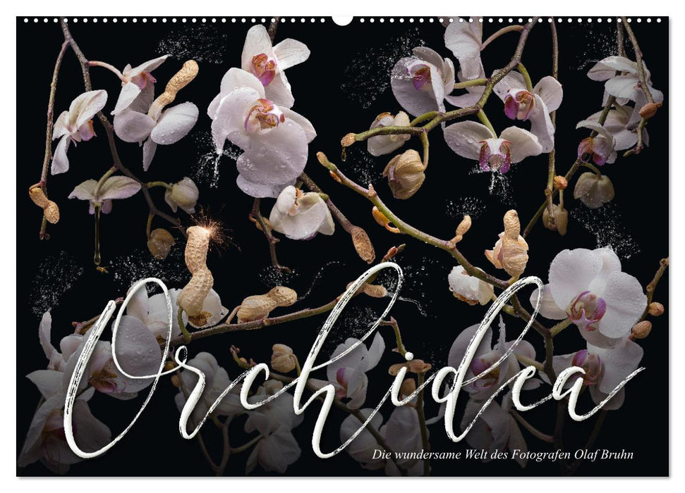 Orchidea (CALVENDO Wandkalender 2025)