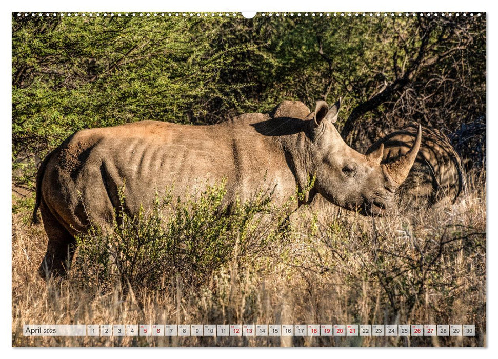 Abenteuerliches Namibia (CALVENDO Wandkalender 2025)