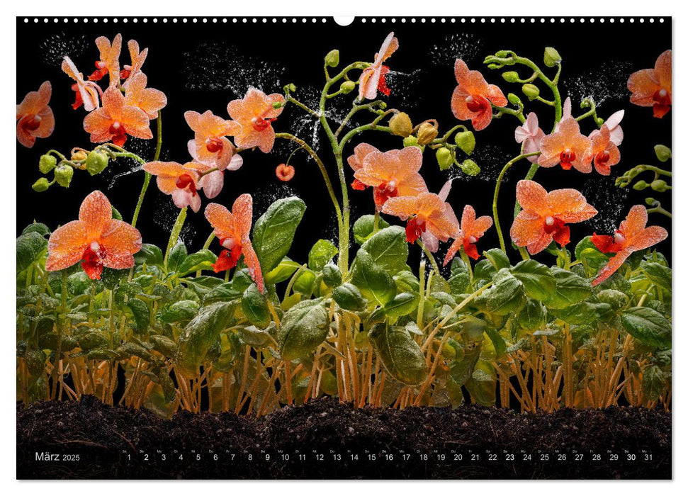 Orchidea (CALVENDO Premium Wandkalender 2025)