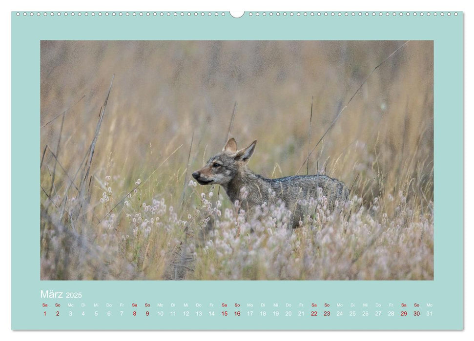 Wölfe, Impressionen aus der Lausitz (CALVENDO Wandkalender 2025)