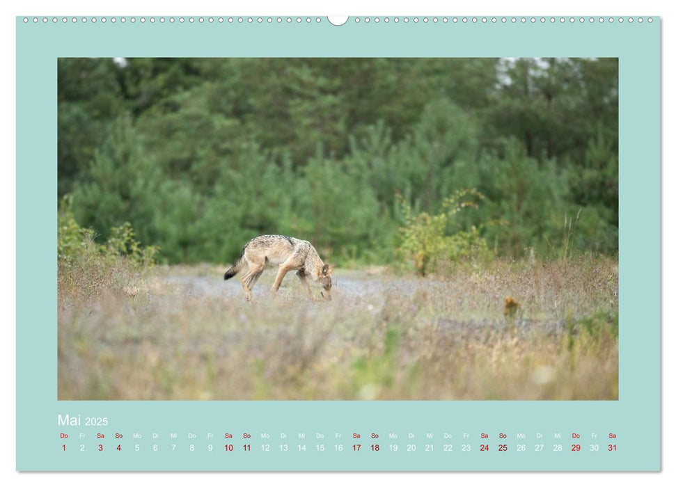 Wölfe, Impressionen aus der Lausitz (CALVENDO Wandkalender 2025)