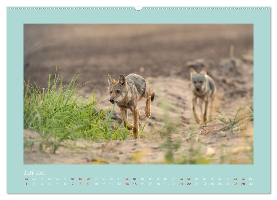 Wölfe, Impressionen aus der Lausitz (CALVENDO Wandkalender 2025)