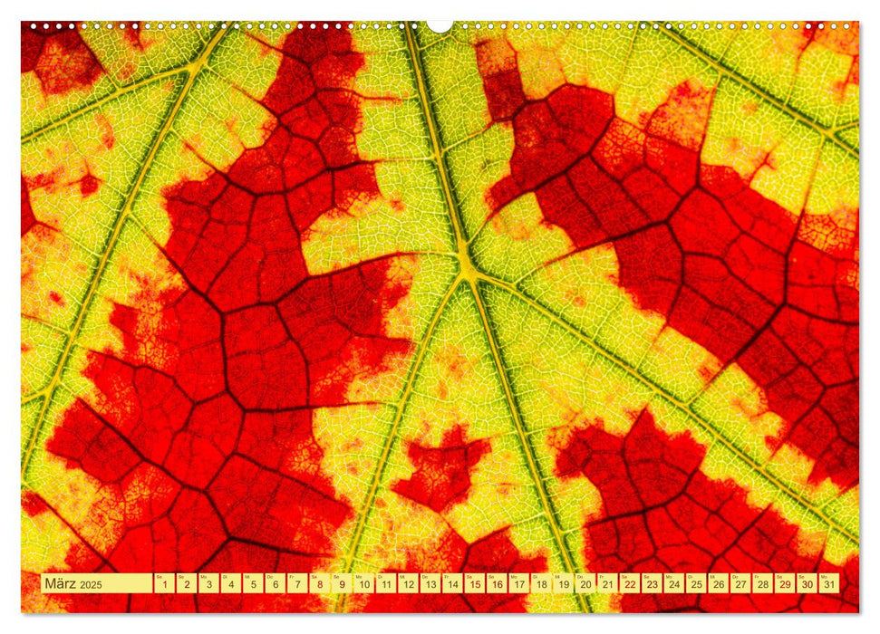 Farbenprächtige Weinberge (CALVENDO Wandkalender 2025)