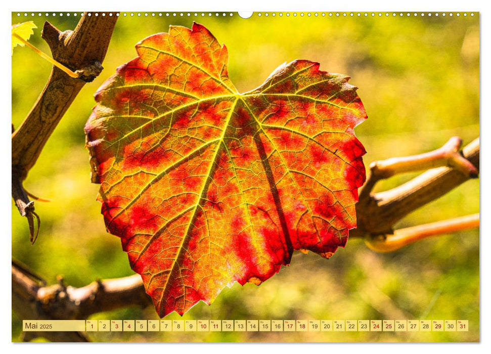 Farbenprächtige Weinberge (CALVENDO Wandkalender 2025)