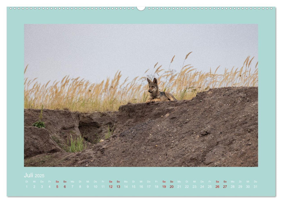 Wölfe, Impressionen aus der Lausitz (CALVENDO Premium Wandkalender 2025)