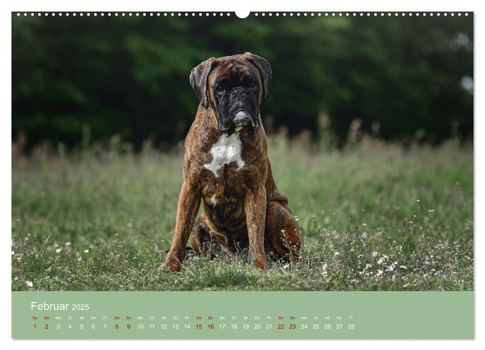 Fantastische Boxer - Sieger der Herzen (CALVENDO Wandkalender 2025)